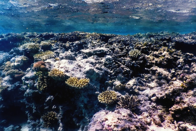 Vue sous-marine de la barrière de corail, Eaux tropicales, Vie marine