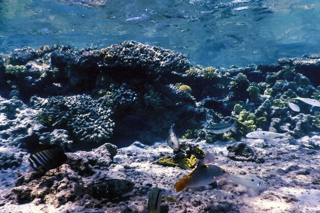 Vue sous-marine de la barrière de corail, Eaux tropicales, Vie marine