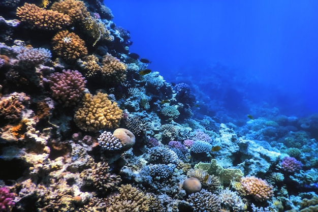 Vue sous-marine de la barrière de corail, Eaux tropicales, Vie marine