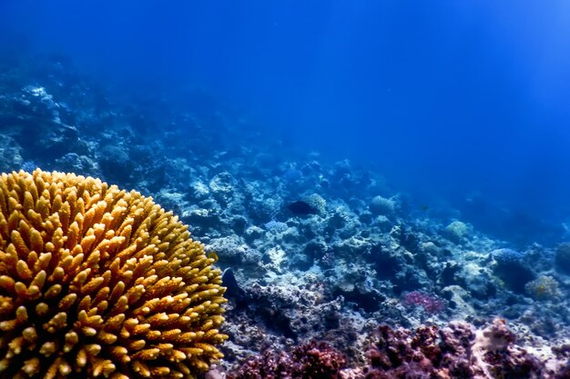 Vue sous-marine de la barrière de corail, Eaux tropicales, Vie marine