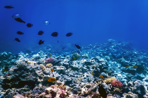 Vue sous-marine de la barrière de corail, Eaux tropicales, Vie marine