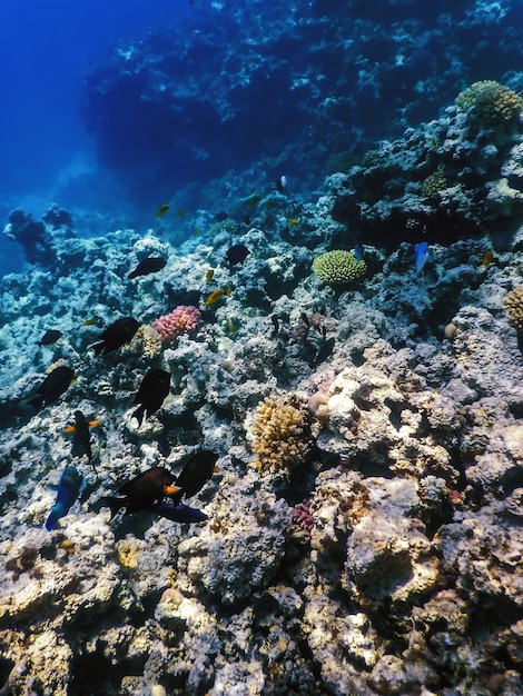 Vue sous-marine de la barrière de corail, Eaux tropicales, Vie marine