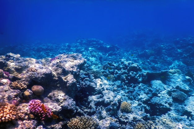 Vue sous-marine de la barrière de corail, Eaux tropicales, Vie marine