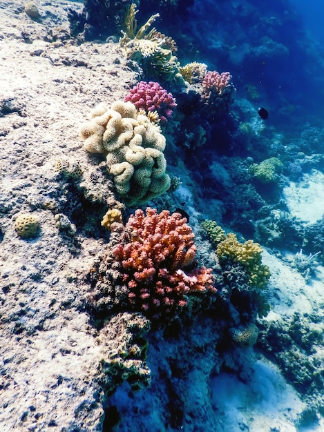 Vue sous-marine de la barrière de corail, Eaux tropicales, Vie marine