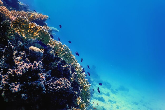 Vue sous-marine de la barrière de corail, Eaux tropicales, Vie marine