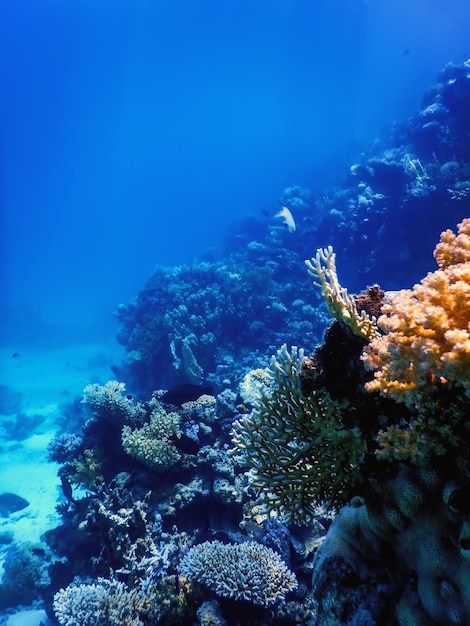 Vue sous-marine de la barrière de corail, Eaux tropicales, Vie marine