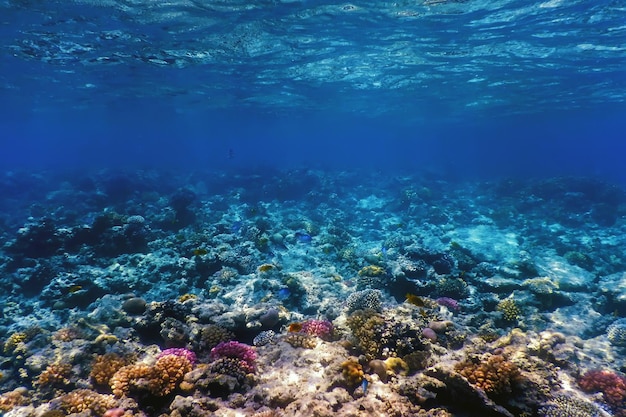 Vue sous-marine de la barrière de corail, Eaux tropicales, Vie marine