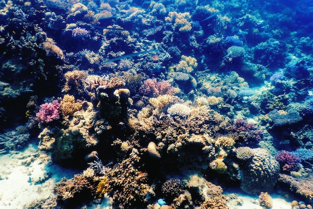 Vue sous-marine de la barrière de corail, Eaux tropicales, Vie marine