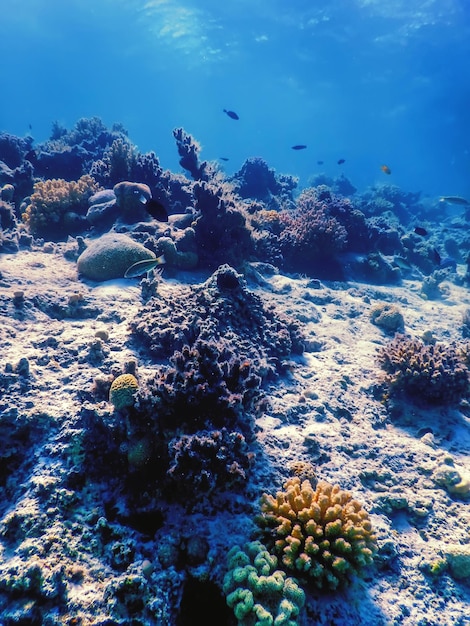 Vue sous-marine de la barrière de corail, Eaux tropicales, Vie marine