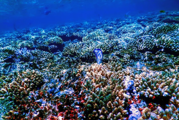 Vue sous-marine de la barrière de corail, Eaux tropicales, Vie marine