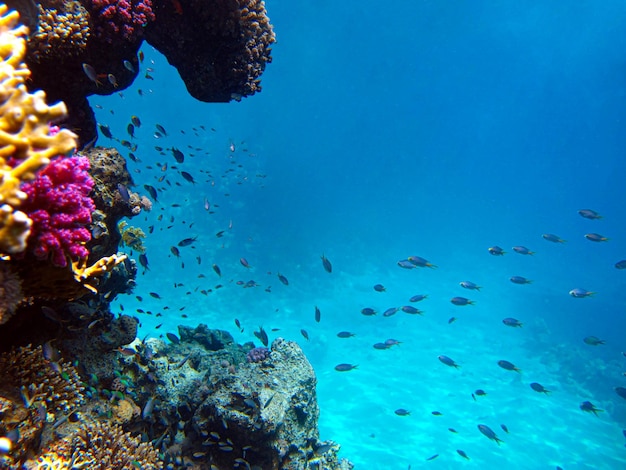 Vue sous-marine de la barrière de corail et des poissons tropicaux.