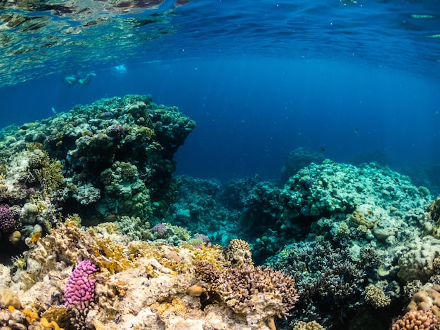 Vue sous-marine colorée des récifs coralliens en mer Rouge