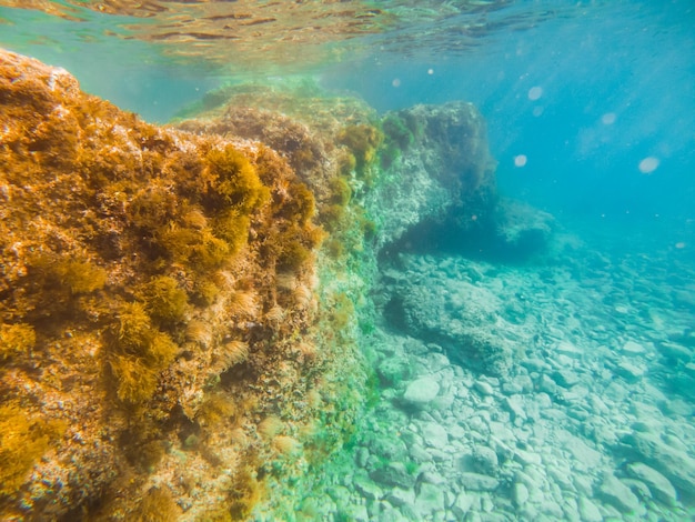 Vue sous-marine du fond de la mer