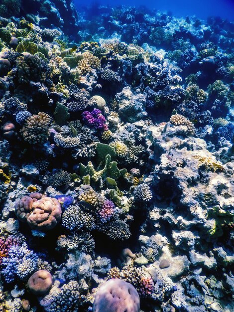 Vue sous-marine du récif de corail Eaux tropicales Vie marine