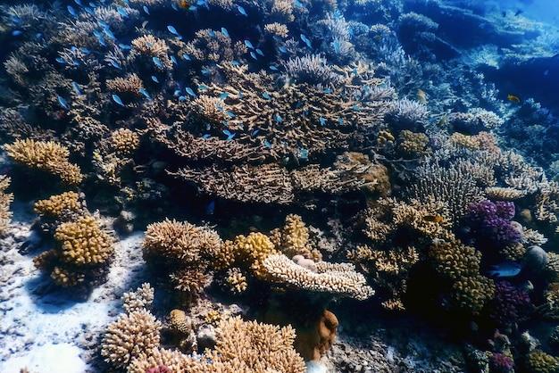 Vue sous-marine du récif de corail Eaux tropicales Vie marine