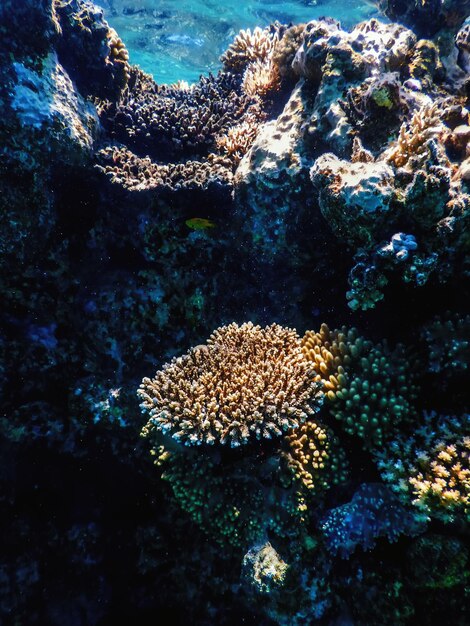 Vue sous-marine du récif corallien En eaux tropicales