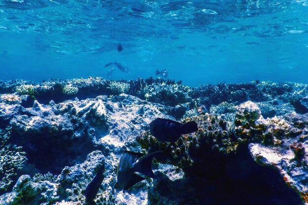 Photo vue sous-marine du récif corallien en eaux tropicales