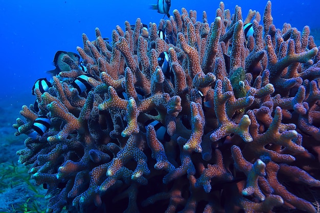 vue sous-marine de l'écosystème marin / nature sauvage de l'océan bleu dans la mer, arrière-plan abstrait