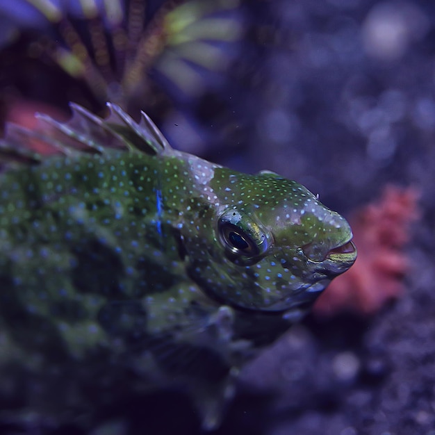 vue sous-marine de l'écosystème marin / nature sauvage de l'océan bleu dans la mer, arrière-plan abstrait