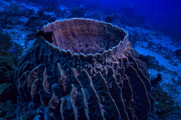 vue sous-marine de l'écosystème marin / nature sauvage de l'océan bleu dans la mer, arrière-plan abstrait