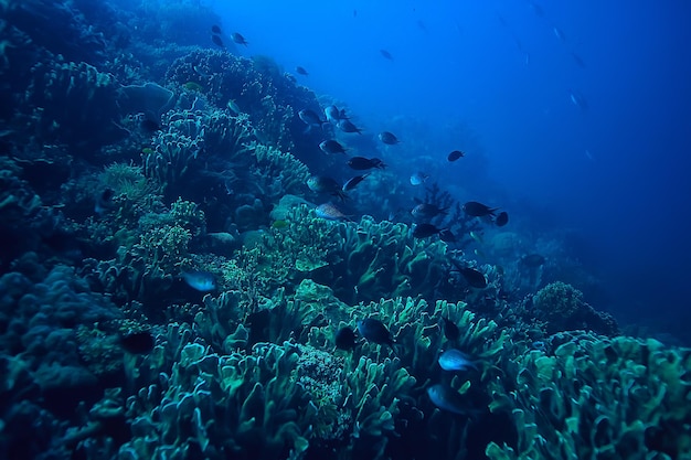 vue sous-marine de l'écosystème marin / nature sauvage de l'océan bleu dans la mer, arrière-plan abstrait