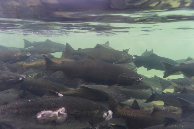 Une vue sous-marine d'un groupe de saumons sauvages