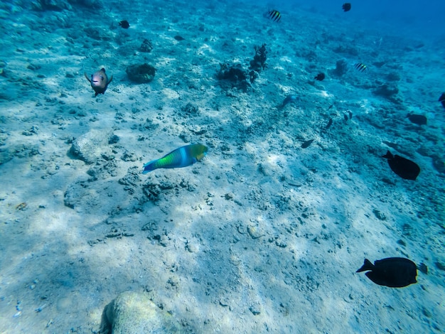 Vue sous-marine sur les perroquets au fond sablonneux de la Mer Rouge