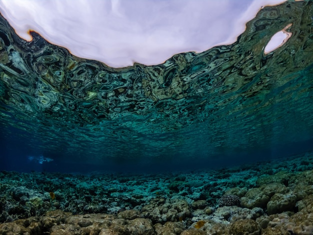 Vue sous-marine de la vie des récifs coralliens Eau claire