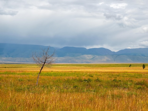 Vue spectaculaire sur le vieil arbre solitaire sec dans la steppe ensoleillée contre de grandes montagnes sombres dans des nuages bas pendant la pluie Steppe sur le fond des montagnes