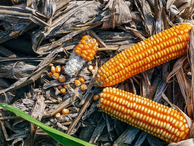 Photo vue supérieure des épis de maïs séchés sur les feuilles de maïs sèches après la récolte