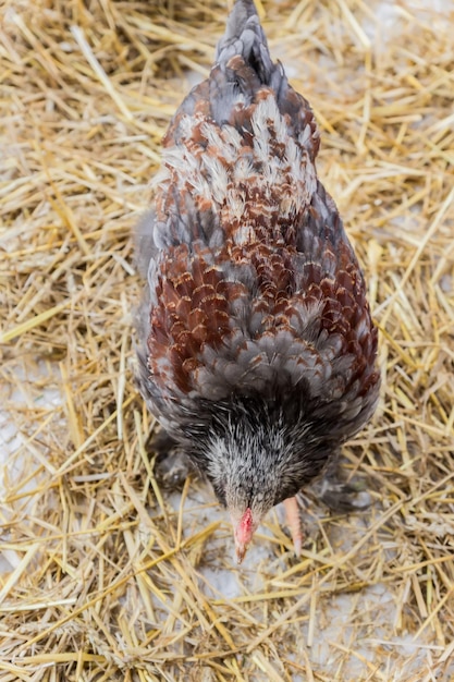 vue supérieure d'une jeune poule sur le fond du foin à la ferme