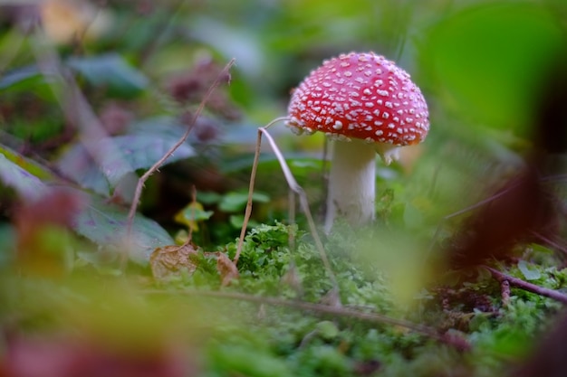 Vue à la surface du champignon agaric à mouche qui pousse sur le champ