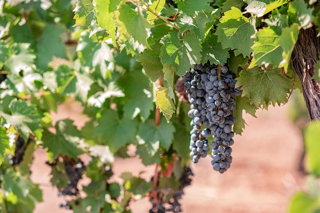Vue sur le terrain avec des vignes Vignobles au coucher du soleil en automne récolte des raisins mûrs en automne