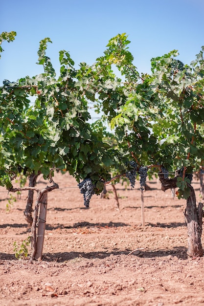 Vue sur le terrain avec des vignes Vignobles au coucher du soleil en automne récolte des raisins mûrs en automne