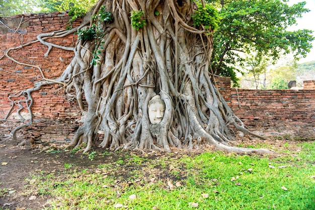 Vue de la tête de Bouddha dans les racines des arbres au mur de briques dans les ruines du temple Wat Mahathat Ayutthaya ancienne capitale historique et religieuse de la Thaïlande