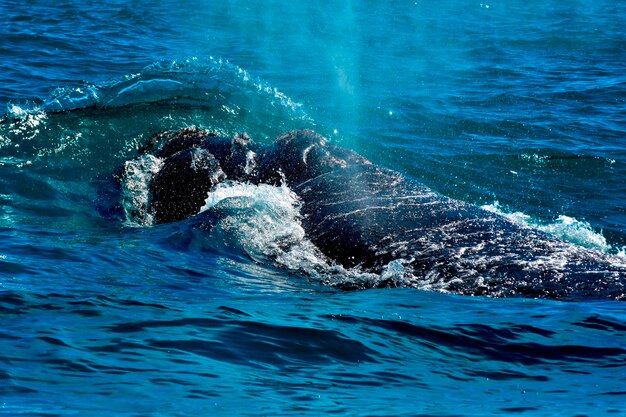 Photo vue d'une tortue nageant dans la mer