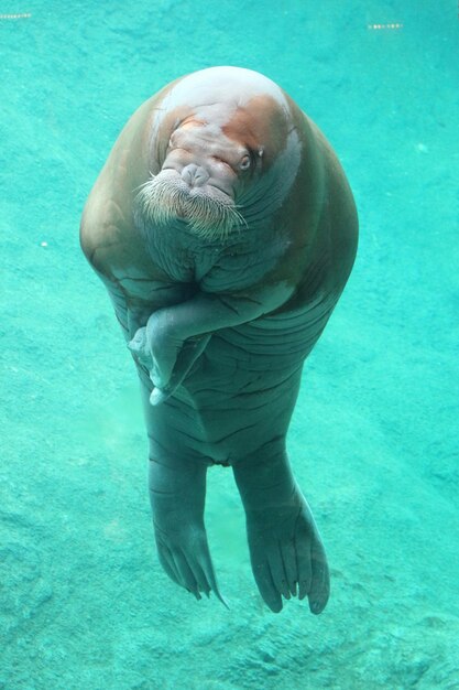 Vue d'une tortue nageant dans la mer