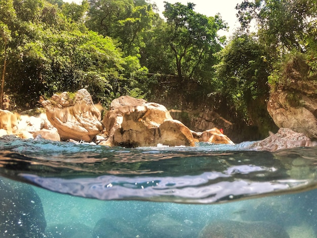 Photo vue de la tortue sur le rocher dans la forêt des chutes d'eau mexicaines eaux bleues et transparentes
