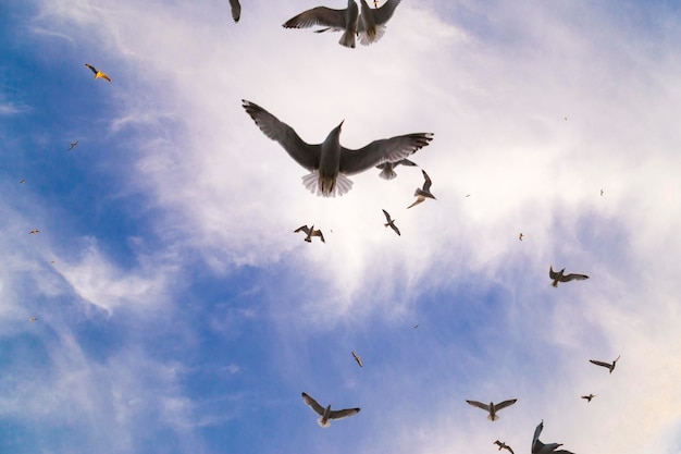 Vue de trop de mouettes avec ciel bleu