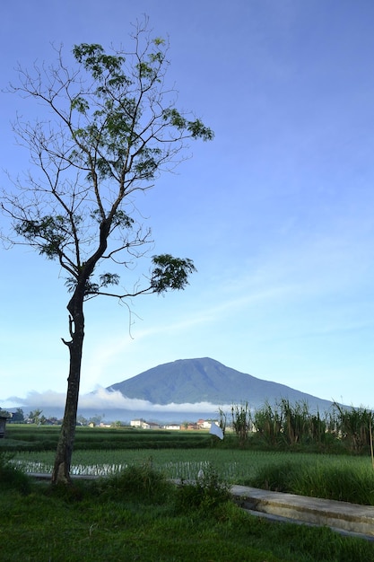 Vue tropicale panoramique avec belle journée et ciel