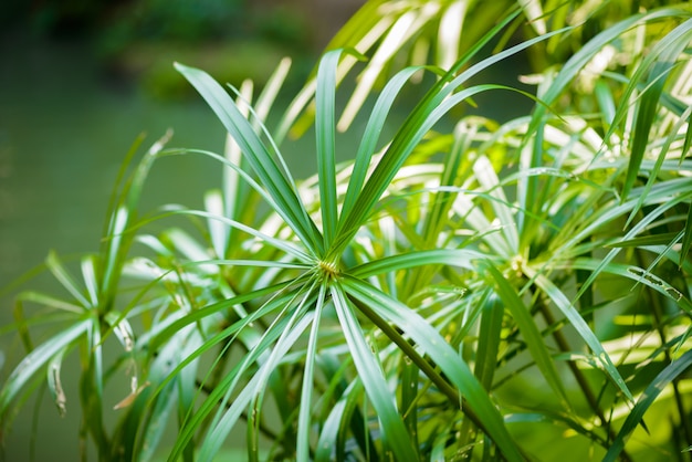 Vue tropicale. plantes de papyrus