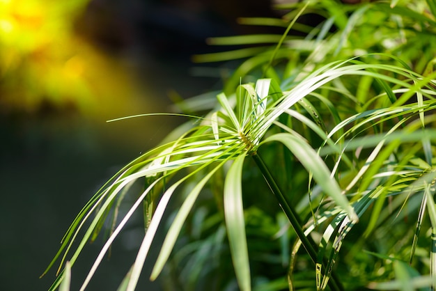 Vue tropicale. plantes de papyrus