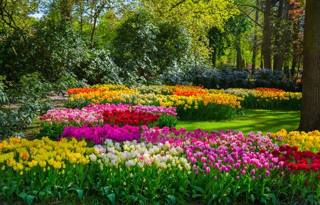 Photo vue des tulipes dans le parc