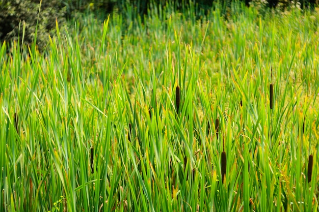 Vue de la Typha latifolia