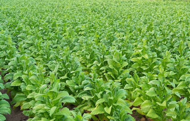 Vue de l'usine de tabac vert dans le champ à Chiang Rai, THAÏLANDE Plantations de tabac en Asie.