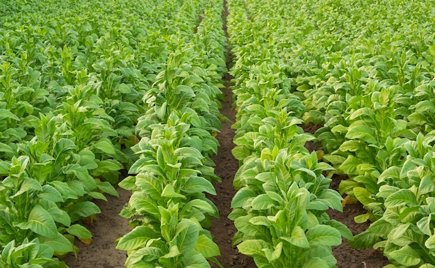 Vue de l'usine de tabac vert dans le champ à Chiang Rai, Thaïlande.Plantes de tabac en Asie.