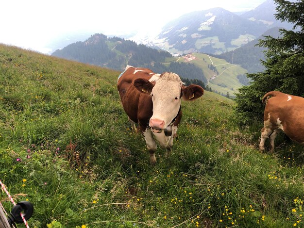 Photo vue de la vache sur le champ