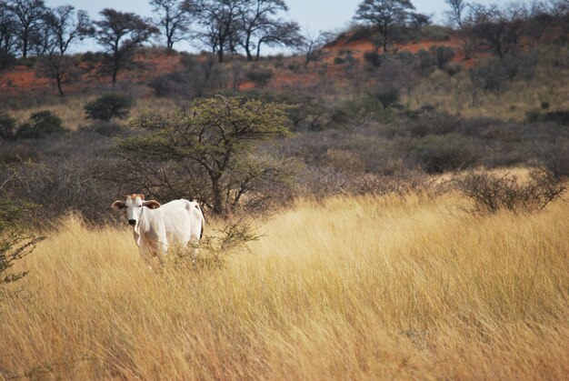 Photo vue d'une vache sur le champ