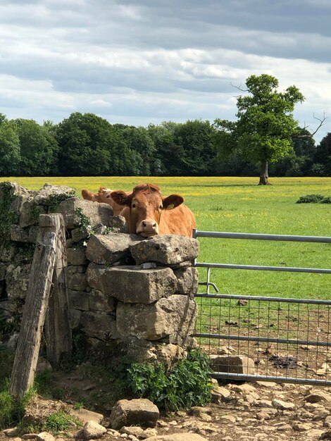 Photo vue d'une vache dans un champ