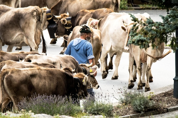 Photo vue des vaches au travail